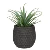 Aloe pot colore