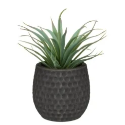 Aloe pot colore