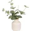 Eucalyptus dans vase