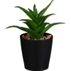 Mini succulente dans pot noir