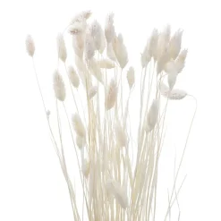 Phalaris 50cm