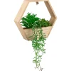 Plante suspendu hexagonale