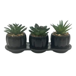 Set de 3 succulentes