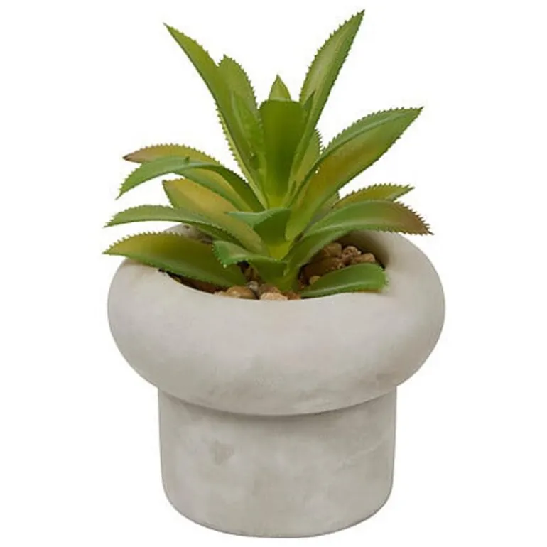 Succulente pot beton