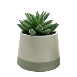 Succulente pot bicolore
