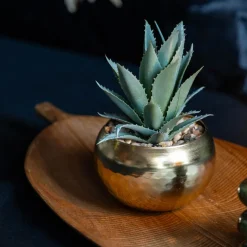 Succulente pot or