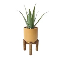 Succulente pot pied bois